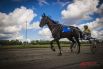 На соревнованиях участвовали более 70 лошадей русской рысистой, орловской и американской стандартбредной пород, 30 лошадей из других регионов и 40 лошадей из Новосибирской области.