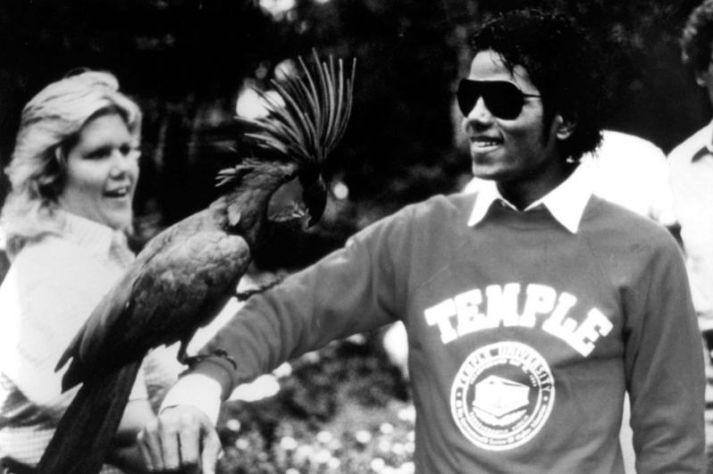 Майкл Джексон держит королевского синего какаду в развлекательном центре «Дисней Уорлд» во Флориде. 1982 год.