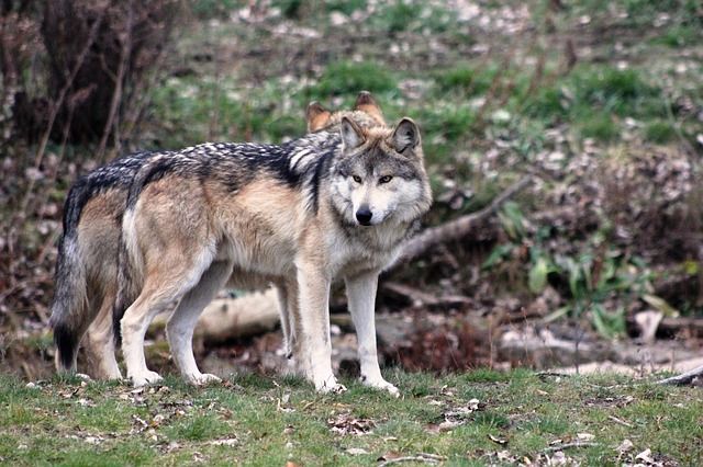 Домашний волк и символ Аляски: интересные факты о маламуте | PROpets | Дзен