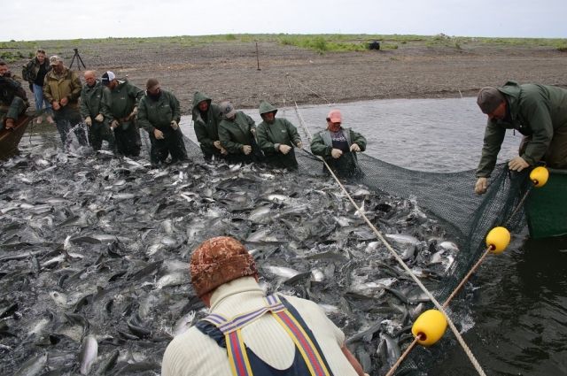 В этом году на Камчатке небывалый «урожай» лосося.