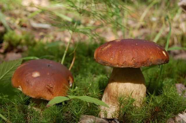 Разные грибы нужно обрабатывать по-разному.