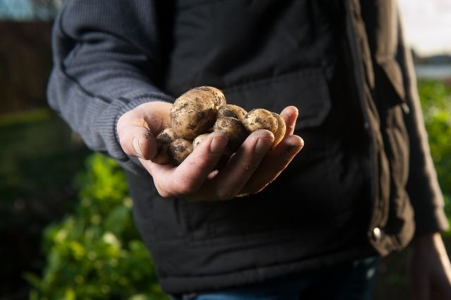 Как сушить выкопанный картофель?