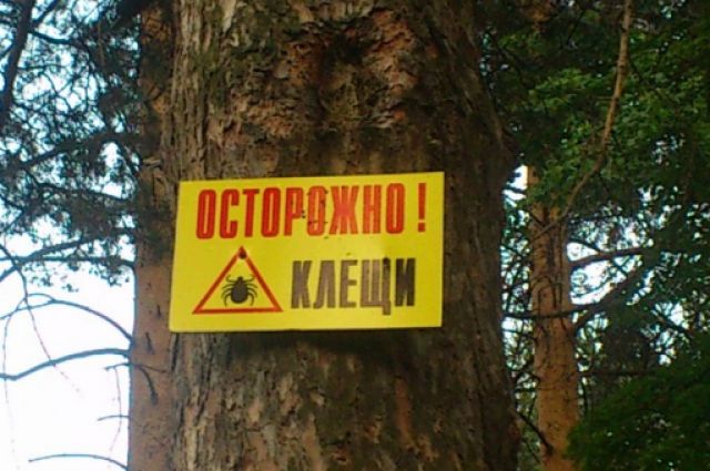 В Омске обрабатывают лесопарковую зону от клещей.