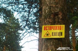 Под Днепром зараженные клещи привели к вспышке опасной болезни