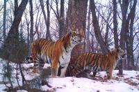 Сильные и гордые хозяева тайги нуждаются в помощи человека.