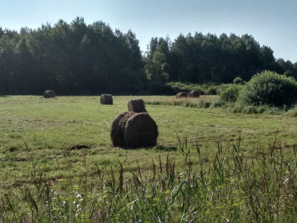 Тюки сена на покосе - зимой коровам будет чем подкрепиться.