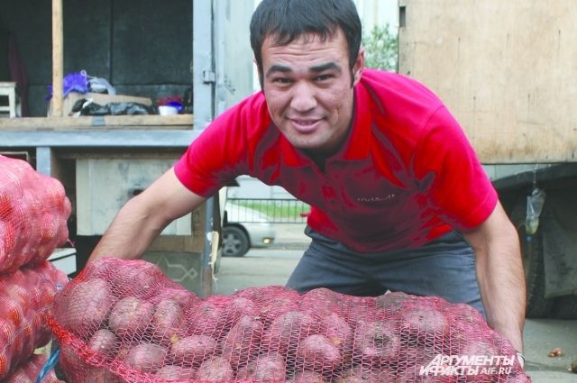 В Тюменской области сбор урожая картофеля идет с незначительным опозданием