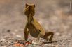 Древесная ящереца из семейства агамовых после сражения с ядовитой малазийской сороконожкой.