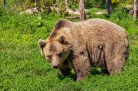 Крупный медведь был замечен в окресностях нескольких сел.