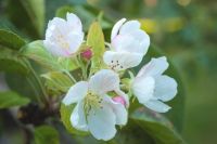 Цветение яблони может быть вызвано теплой погодой в августе.
