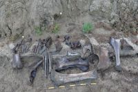 На Гыданском полуострове нашли крупное местонахождение костных останков