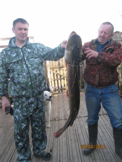 5. Харламов Денис. Эту рыбу поймал 24 апреля 2016 года на реке Кама. Чердынский район д. Большие Долды. Рыба щука длина 1,01 метра, вес 11 кг.   