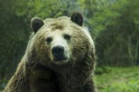 5-летнюю медведицу водитель легковушки сбил в Осинском районе.