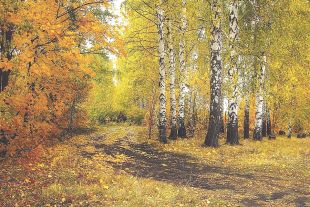 Лес учит человека понимать прекрасное.
