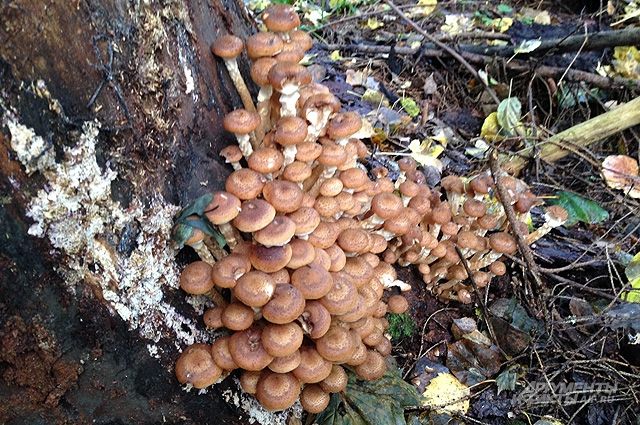 В Тюмени 16 человек отравились грибами