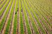 Фермеры выращивают виноград в своем имении около города Ангастон в долине Баросса, Австралия.