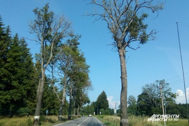 Дорога на Балтийск. Часть деревьев уже превратилась в сухостой. 