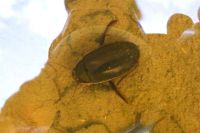 Тюменцы напуганы: по ночам с шумом летают странные жуки
