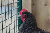 Тюменцы напуганы: возле мусорки неизвестные разложили мертвых куриц