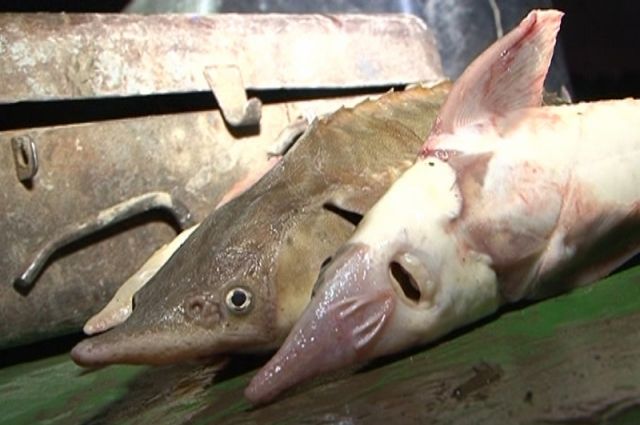 Рыбаки незаконно добыли рыбу ценного вида