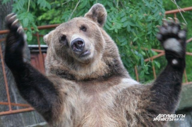 Дом старых медведей открыли в зоопарке Калининграда.