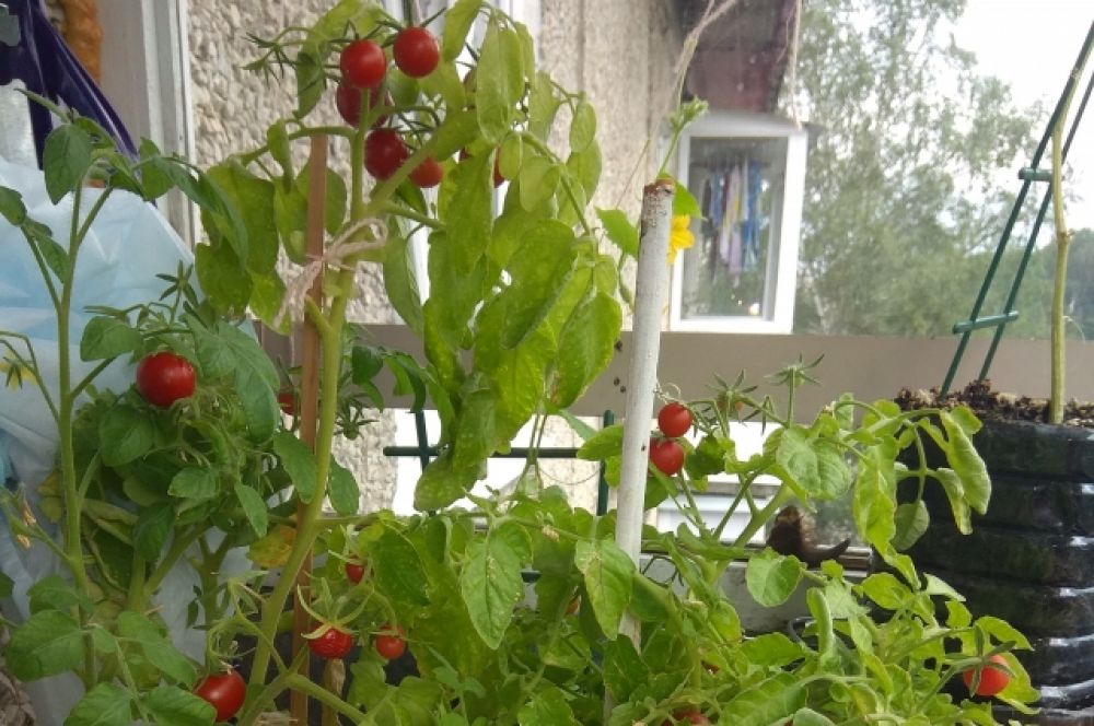 Наталья Ильясова