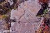 Изображения лося - самое распространённое на скалах Притомья.