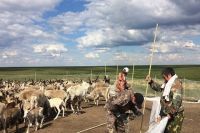 В Тазовском районе против сибирской язвы привили более 122 тысяч оленей