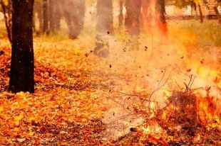 Игра с огнем. Почему нельзя жечь листву и какой за это причитается штраф