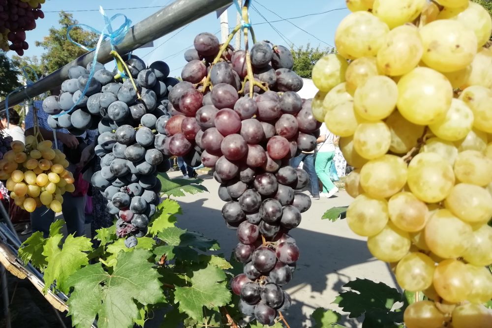 Посетители дегустировали продукцию местных производителей, участвовали в конкурсах, в викторинах, выбирали чубуки и саженцы, запасались виноградом, яблоками, медом, орехами.