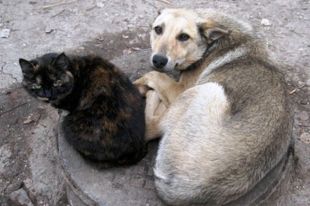 В Херсоне передумали уничтожать из-за опасной болезни бездомных животных
