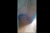 Видео: в ОГПУ кошка родила котенка на лекции.