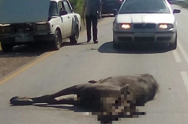 На тюменской трассе сбили лося: пострадали два пассажира Citroen
