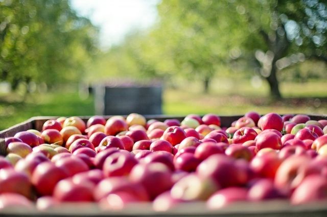 Проектная урожайность садов составляет 60 - 65 тонн яблок с гектара.