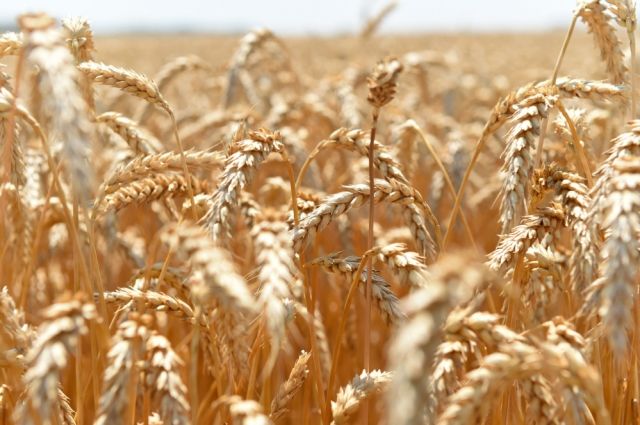Сорокинский район стал лидером по обмолоту зернобобовых и зерновых