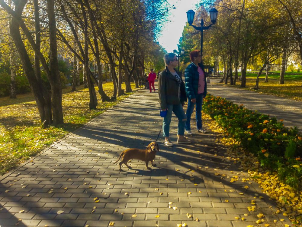 Другие гуляют со своими любимцами.