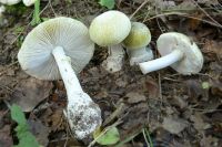 Под Одессой скончался грибник, перепутав картинки грибов в Интернете