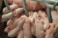 На предприятии применяется голландская методика, благодаря которой удается управлять селекцией внутри основного стада свиноматок.