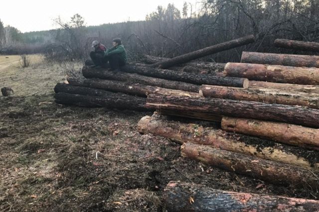 Лес часто вырубают в Сибири незаконно.