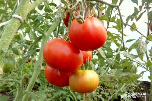 В Калининградскую область не пустили 11 тонн выращенных в Македонии томатов.
