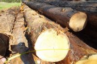 В Тюменском районе предприниматель вырубил деревья на 1,2 млн рублей