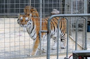 Кошачьим установили клетку во дворе.
