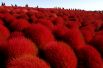 Поля кустарника «кохия» в приморском парке Хитачи в Японии. Осенью растение окрашивается в ярко-красный цвет. 