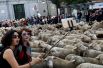Ежегодный парад овец через Мадрид, Испания. Пастухи гонят овец по городу, чтобы заявить о своем праве использования традиционных маршрутов для миграции домашнего скота.