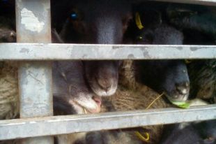 Под Одессой вторую неделю стоит фура с 300 овцами: животные умирают