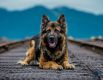 Эй, приятель, печеньки не будет? - фотографы, которые работают для календаря без гонорара, говорят, что собаки ведут себя на съемках очень послушно.