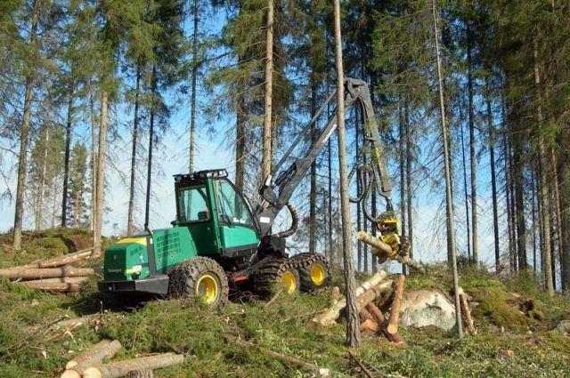 Собственник участка решил вырубить 80-летние деревья.  