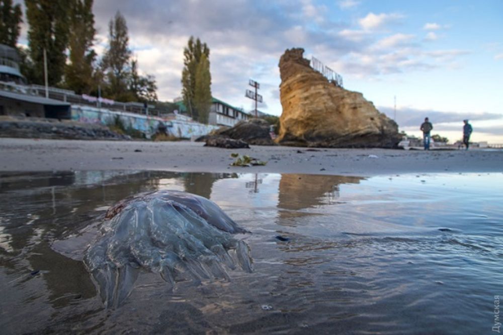Волнолом и прочие объекты, которые раньше были под водой, теперь оказались на суше.