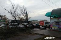 В Оренбурге сильный ветер свалил дерево на дорогу.