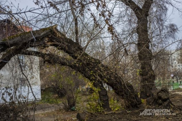В Новосибирске из-за ветра упал светофор и несколько деревьев.